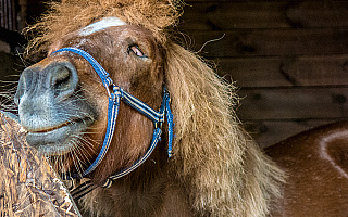 Sanatorium dla koni chce ratować kolejne zwierzęta